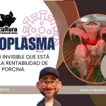 Mycoplasma: El Enemigo Invisible que Está Robando la Rentabilidad de tu Granja Porcina.