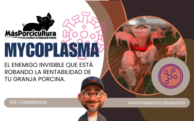 Mycoplasma: El Enemigo Invisible que Está Robando la Rentabilidad de tu Granja Porcina.