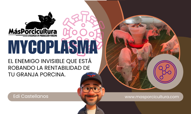 Mycoplasma: El Enemigo Invisible que Está Robando la Rentabilidad de tu Granja Porcina.