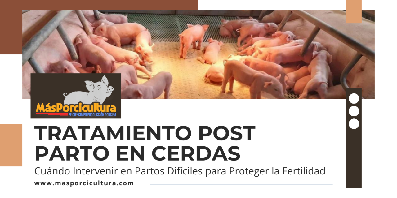 Tratamiento Post Parto en Cerdas: Cuándo Intervenir en Partos Difíciles para Proteger la Fertilidad