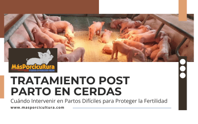 Tratamiento Post Parto en Cerdas: Cuándo Intervenir en Partos Difíciles para Proteger la Fertilidad
