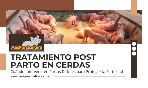 Tratamiento Post Parto en Cerdas: Cuándo Intervenir en Partos Difíciles para Proteger la Fertilidad