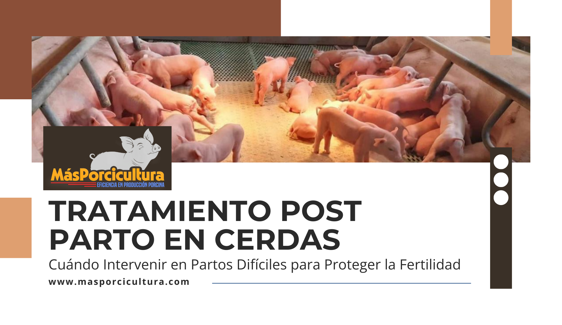 Tratamiento Post Parto en Cerdas: Cuándo Intervenir en Partos Difíciles para Proteger la Fertilidad