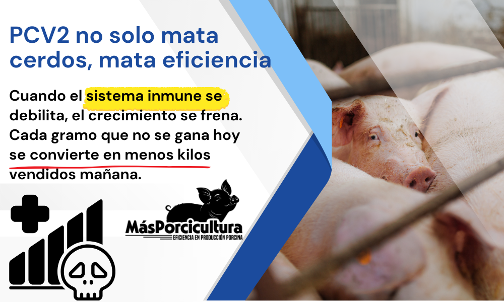 PCV2 no solo mata cerdos, mata eficiencia