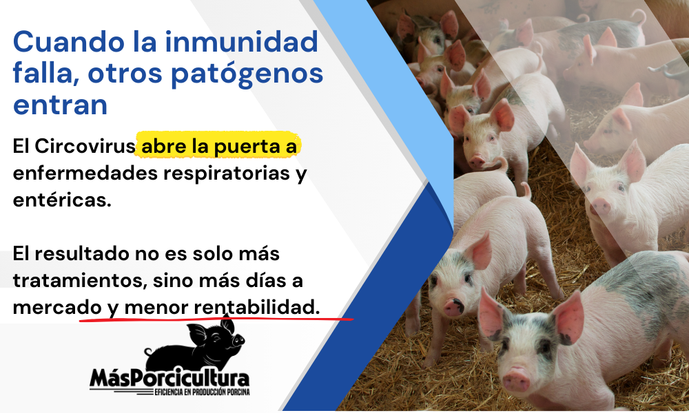 Cuando la inmunidad falla, otros patógenos entran 