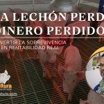 Cada Lechón Perdido es Dinero Perdido: Cómo Convertir la Sobrevivencia Neonatal en Rentabilidad Real