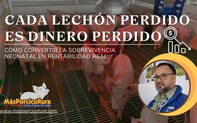 Cada Lechón Perdido es Dinero Perdido: Cómo Convertir la Sobrevivencia Neonatal en Rentabilidad Real