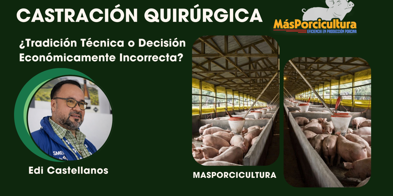 La Castración Quirúrgica en Cerdos: ¿Tradición Técnica… o Decisión Económicamente Incorrecta?