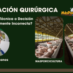 La Castración Quirúrgica en Cerdos: ¿Tradición Técnica… o Decisión Económicamente Incorrecta?