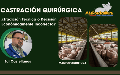 La Castración Quirúrgica en Cerdos: ¿Tradición Técnica… o Decisión Económicamente Incorrecta?