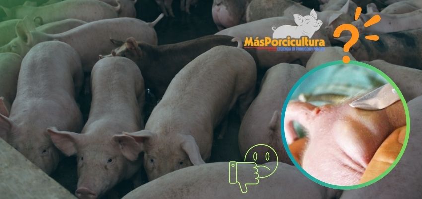 La Tradición También Tiene Costo