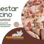 Bienestar Porcino Bajo Control: Los 9 Indicadores Clave que Están Definiendo la Rentabilidad de tu Granja (y Probablemente No Estás Midiendo)