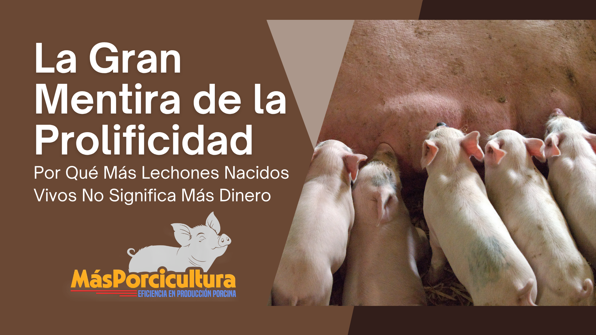 La Gran Mentira de la Prolificidad