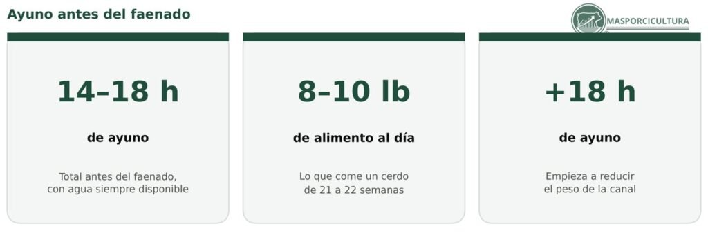 Ayuno recomendado antes del faenado de cerdos: 14 a 18 horas