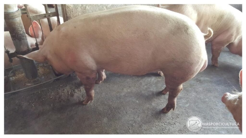 Cerda de genética mejorada en una granja porcina