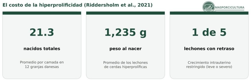 Cerdas hiperprolíficas: tamaño de camada y peso al nacer