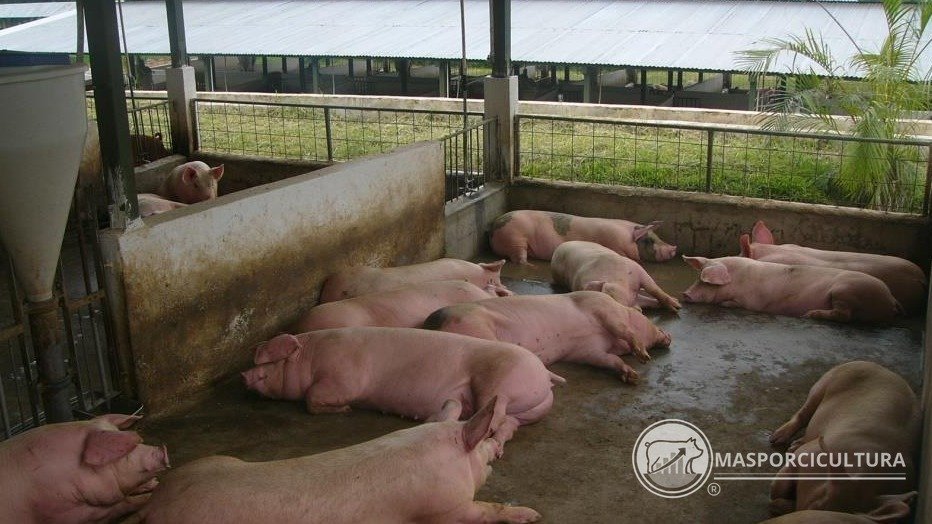 Cerdos de Sitio 3 en corral antes de la venta