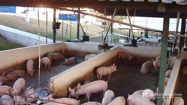 Cerdos de Sitio 3 en corral de engorde