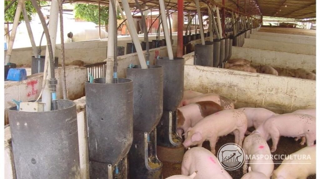 Comederos de tolva para cerdos de engorde en Sitio 3