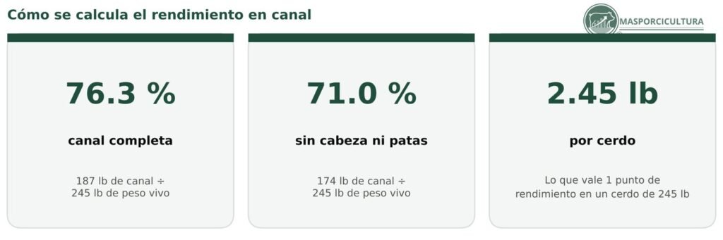 Cómo calcular el rendimiento en canal del cerdo: 76.3 % canal completa y 71.0 % sin cabeza ni patas