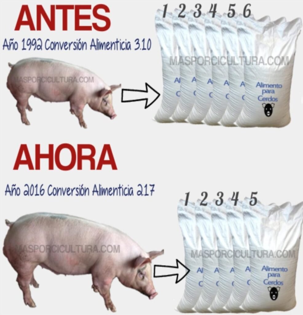 Conversión alimenticia de cerdos antes y ahora