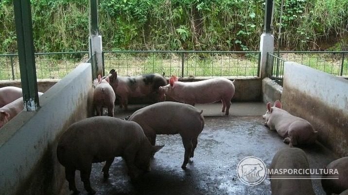 Corral de cerdos de engorde en Sitio 3, densidad de alojamiento