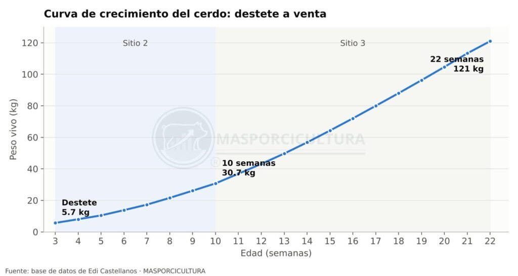 Curva de crecimiento de cerdos de engorde de destete a venta, peso por semana