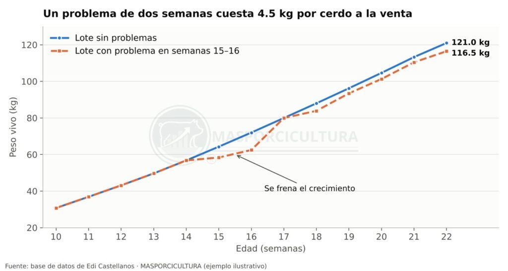 Curva de crecimiento de cerdos: lote sano contra lote con problema en semanas 15 y 16