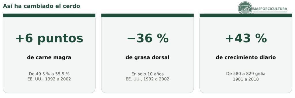 Evolución del cerdo: más carne magra, menos grasa dorsal y más crecimiento diario