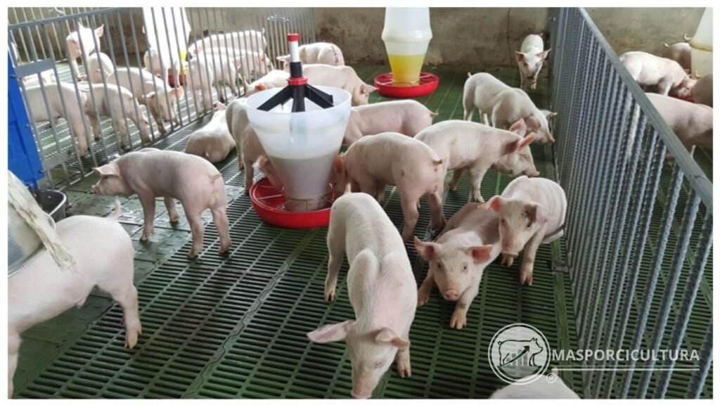 Lechones en Sitio 2 alrededor del comedero