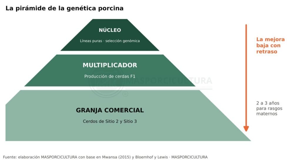 Pirámide de la genética porcina: núcleo, multiplicador y granja comercial