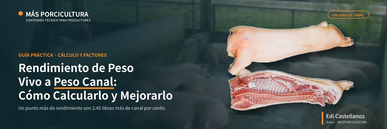 Rendimiento de peso vivo a peso canal en cerdos: cómo calcularlo y mejorarlo